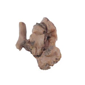 anatomisches Lungenmodell 1