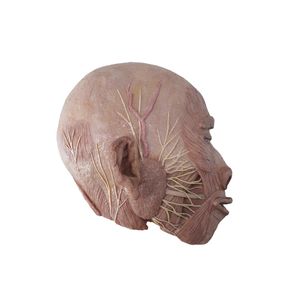 Anatomisches Modell / Kopf 1
