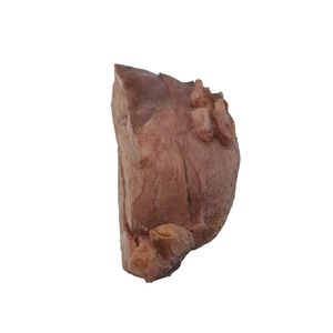Anatomisches Modell / Gebärmutter