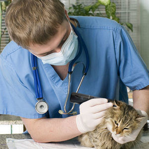 Veterinär-Otoskop / Video 1