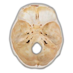 anatomisches Schädelmodell
