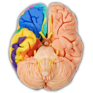 anatomisches Gehirnmodell