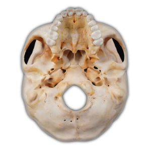 anatomisches Schädelmodell 1