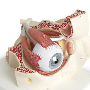 Auge anatomisches Modell