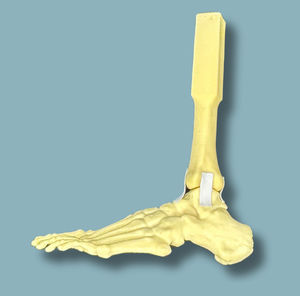 Anatomisches Modell / Fuß