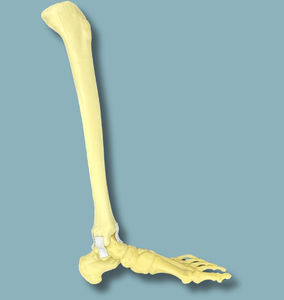 Anatomisches Modell / Tibia