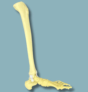 Anatomisches Modell / Tibia