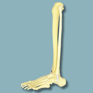 Anatomisches Modell / Fuß