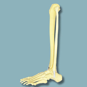 Anatomisches Modell / Fuß
