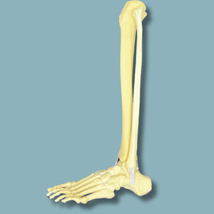 Anatomisches Modell / Fuß