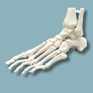 Anatomisches Modell / Fuß