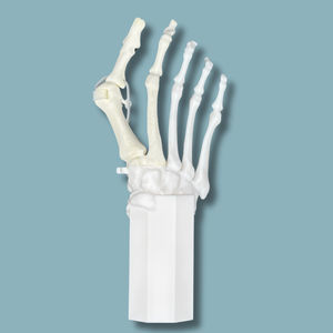 Anatomisches Modell / Fuß