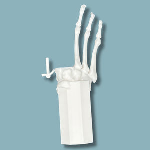 Anatomisches Modell / Fuß