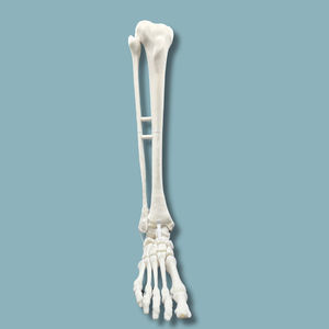 Anatomisches Modell / Fuß