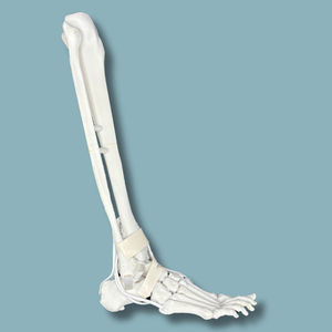 Anatomisches Modell / Fuß