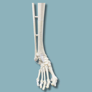 Anatomisches Modell / Tibia