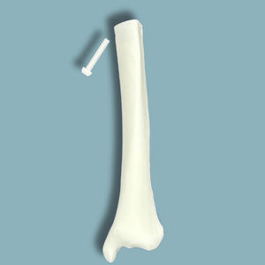 Anatomisches Modell / Tibia