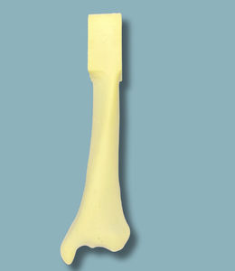 Anatomisches Modell / Tibia