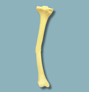 Anatomisches Modell / Tibia