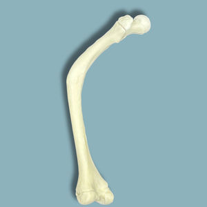 Anatomisches Modell / Oberschenkelknochen