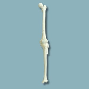 Anatomisches Modell / Knie 1