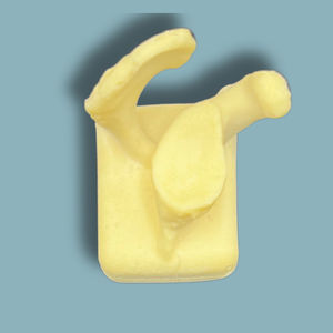 Anatomisches Modell / Schulterblatt