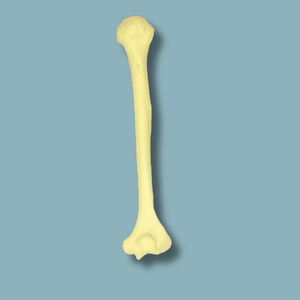 Anatomisches Modell / Humerus