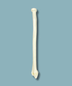 Anatomisches Modell / Radius