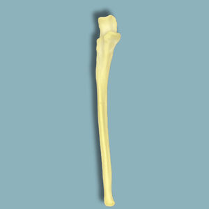 Anatomisches Modell / für Ulna