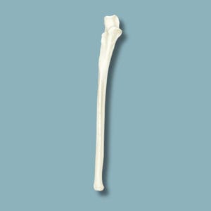 Anatomisches Modell / für Ulna