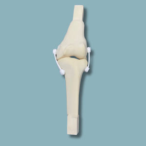 Anatomisches Modell / Knie 1