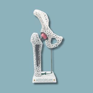 Hüfte anatomisches Modell