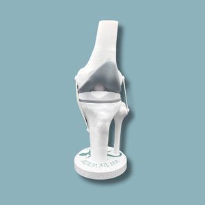 Anatomisches Modell / Knie