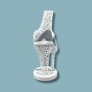 Anatomisches Modell / Knie