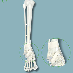 Anatomisches Modell / Tibia