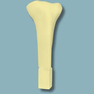Anatomisches Modell / Tibia