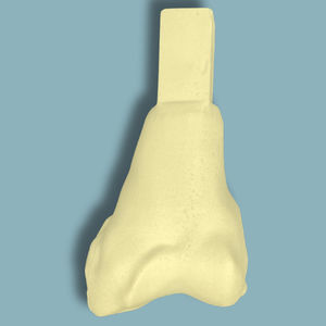 Anatomisches Modell / Oberschenkelknochen