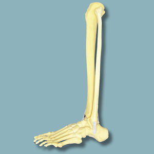 Anatomisches Modell / Knochen