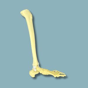 Anatomisches Modell / Knochen