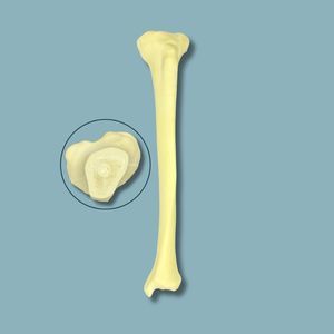 Anatomisches Modell / Tibia