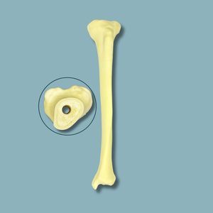 Anatomisches Modell / Tibia