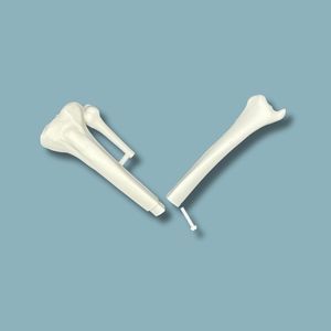 Anatomisches Modell / Tibia