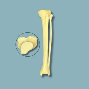 Anatomisches Modell / Tibia