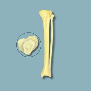 Anatomisches Modell / Tibia