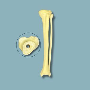 Anatomisches Modell / Tibia
