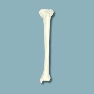 Anatomisches Modell / Tibia