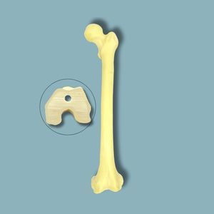 Anatomisches Modell / Oberschenkelknochen