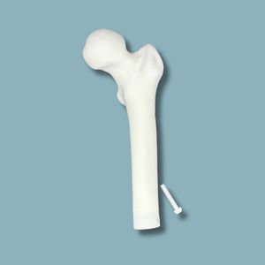 Anatomisches Modell / Oberschenkelknochen