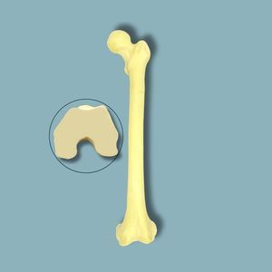 Anatomisches Modell / Oberschenkelknochen