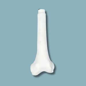 Anatomisches Modell / Oberschenkelknochen